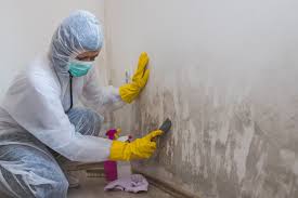 Best Commercial Mold Inspection in Caldwell, ID